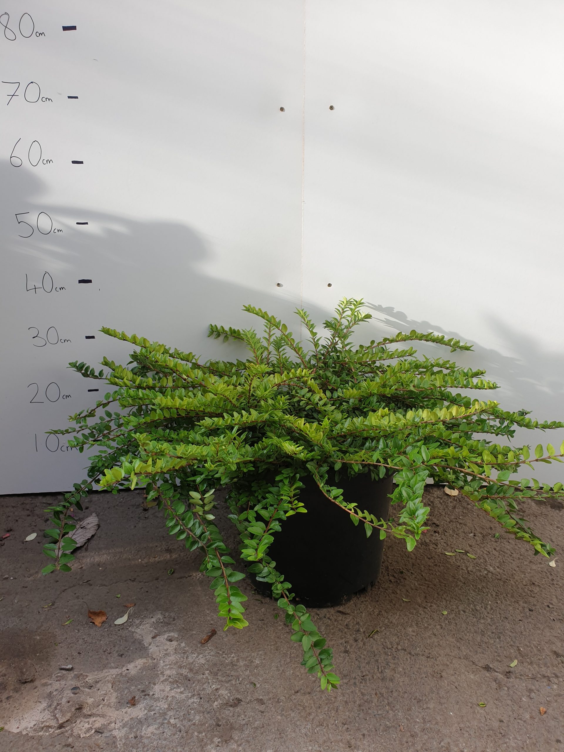 Lonicera Pileata 'Marigreen', 10L Container Grace Dieu Nurseries