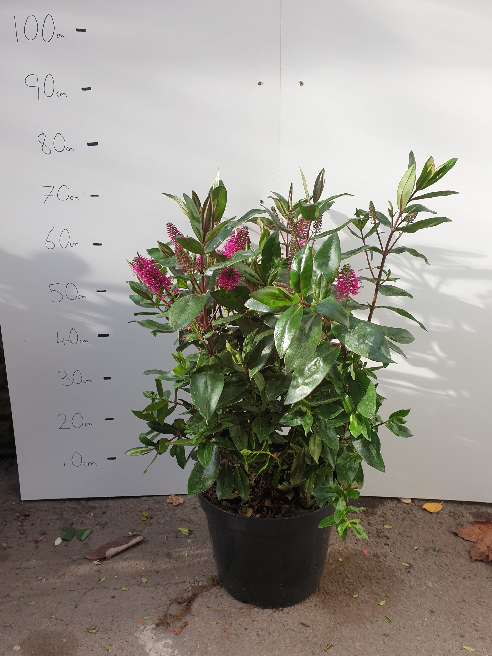 SOLD OUT TAKING ORDERS FOR SUMMER 2021 Hebe Saphire, 10L Container