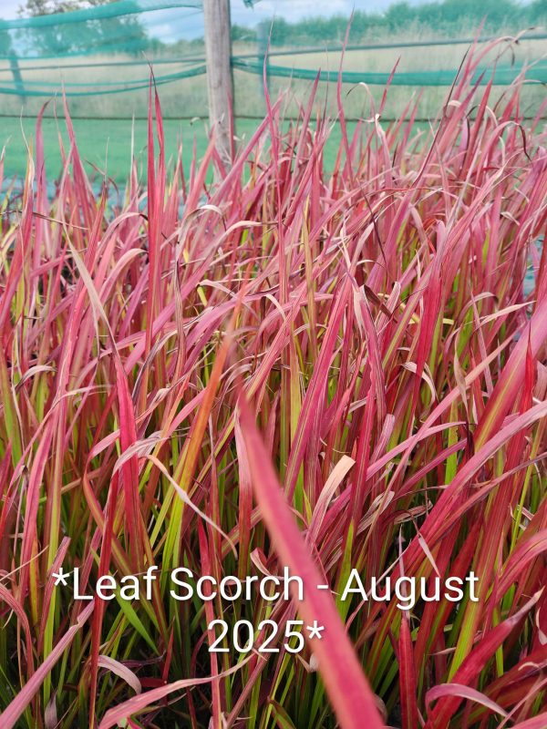 Imperata 'Red Baron' (Blood Grass) - Image 3