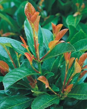 Prunus Laurocerasus 'Etna' (Etna Laurel)  - SOLD OUT - New Production Ready September 2025