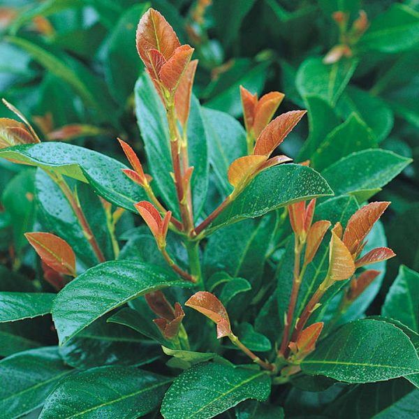 Prunus Laurocerasus 'Etna' (Etna Laurel)  - SOLD OUT - New Production Ready September 2025