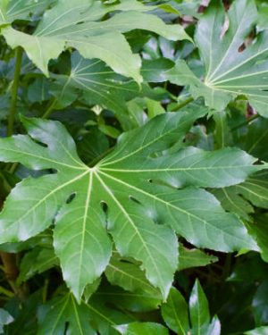 Fatsia Japonica
