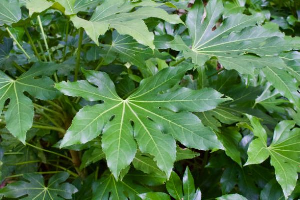 Fatsia Japonica