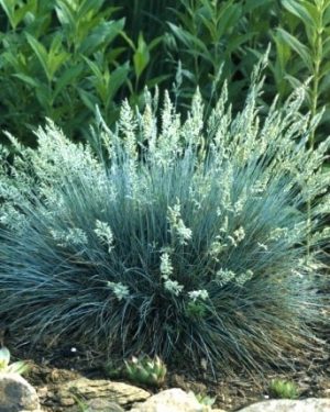 Festuca Glauca 'Elijah Blue'