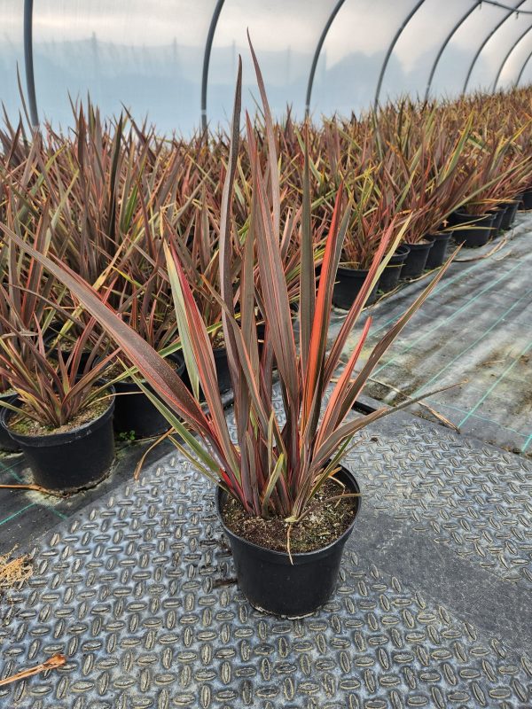 Phormium ‘Sundowner’ - Image 2
