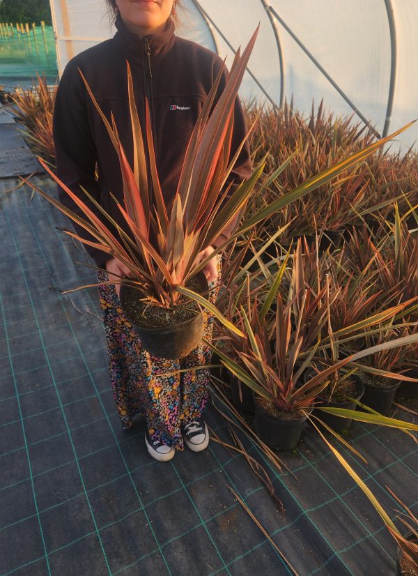 Phormium ‘Sundowner’ - Image 3