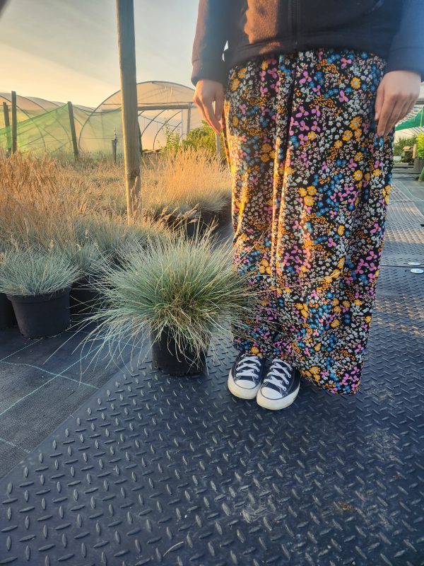 Festuca Glauca 'Elijah Blue' - Image 3