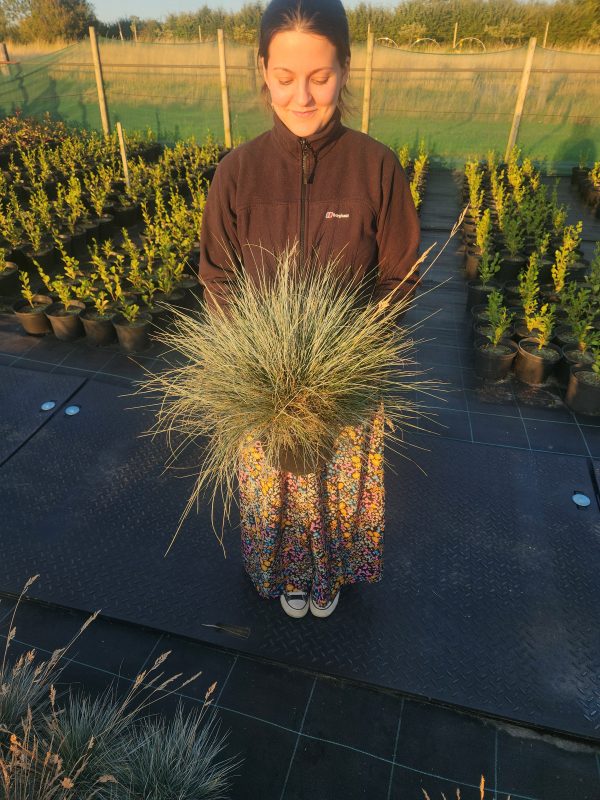 Festuca Glauca 'Elijah Blue' - Image 2