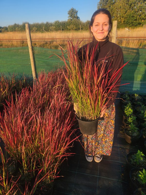 Imperata 'Red Baron' (Blood Grass) - Image 2