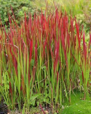 Imperata 'Red Baron' (Blood Grass)