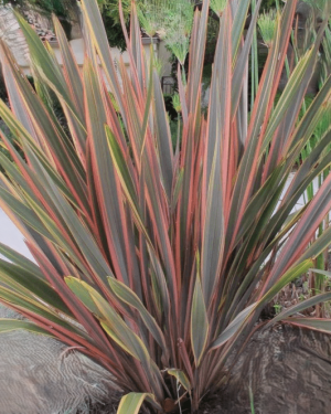 Phormium ‘Sundowner’