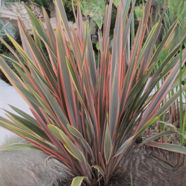 Phormium ‘Sundowner’