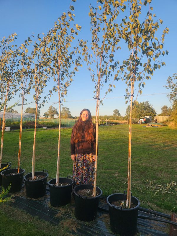 🚛 Silver Birch - Betula utilis 'Jacquemontii', 35L - New Production Ready Summer 2026 - Image 2