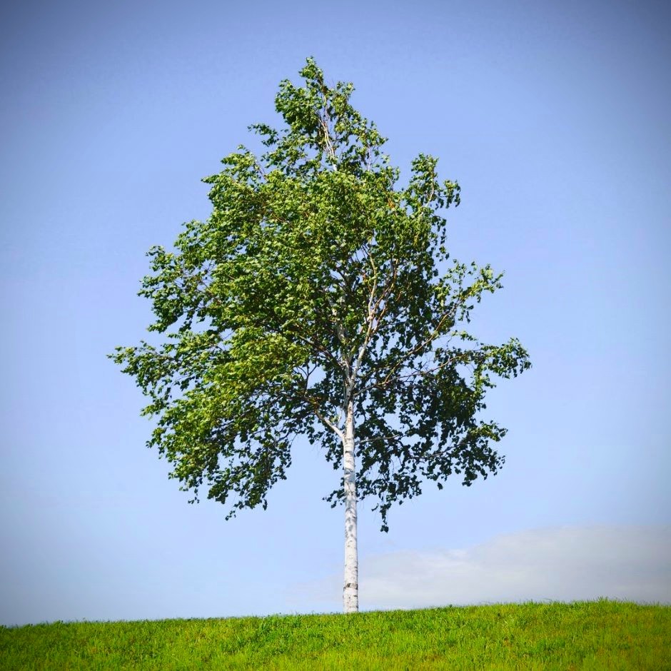 Mature silver birch - used as a cover photo for our product category "Trees"