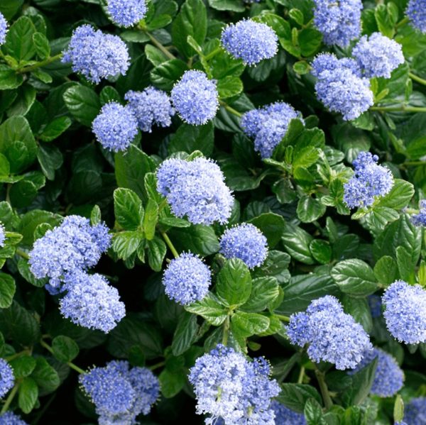 Ceanothus 'Skylark'