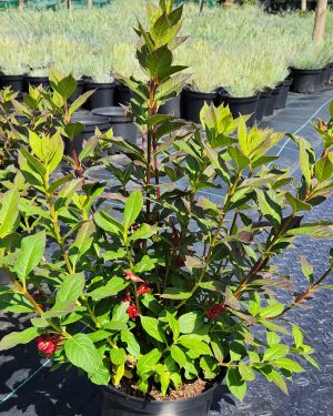 Cestrum Rubrum