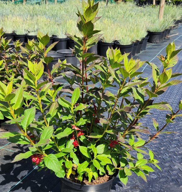 Cestrum Rubrum