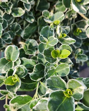 Euonymus ‘Emerald Gaiety'