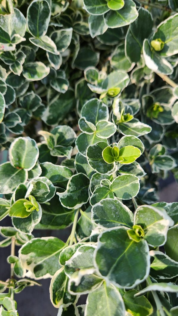Euonymus ‘Emerald Gaiety'