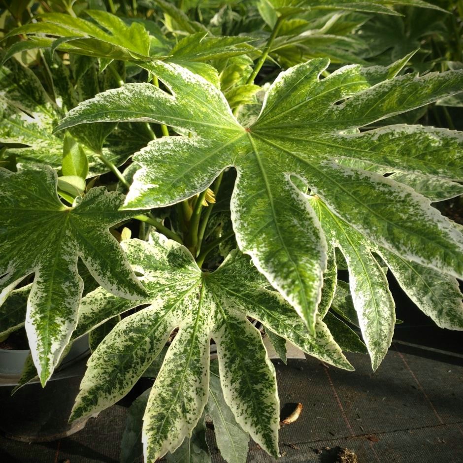 Close up image of Fatsia Japonica 'Spiders Web' leaves. Used as a cover image for our 'Tropical Plants' category. 