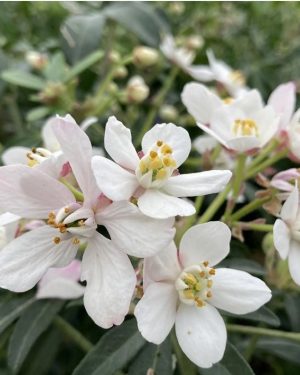 Choisya 'Green Fingers'