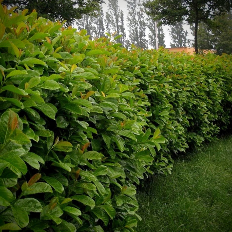 Mature Laurel hedge - used as a cover photo for our 'Hedging Plants' product category.