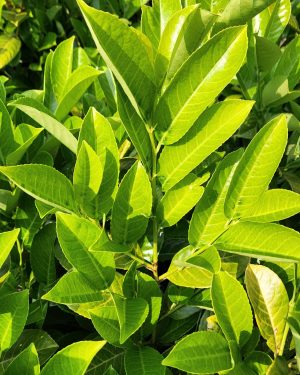 Cherry Laurel - Prunus L. 'Rotundifolia' - SOLD OUT - New Production Ready September 2025
