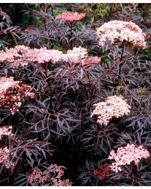 Sambucus 'Black lace'