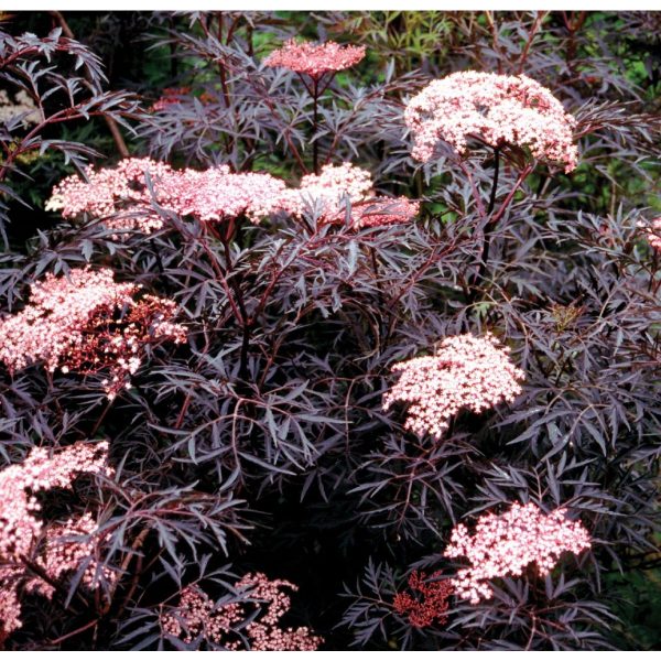 Sambucus 'Black lace'
