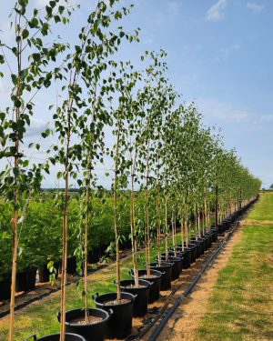 🚛 Silver Birch - Betula utilis 'Jacquemontii', 35L - New Production Ready Summer 2026