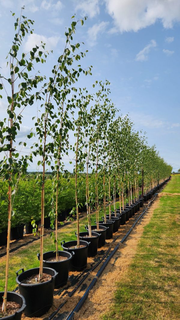 🚛 Silver Birch - Betula utilis 'Jacquemontii', 35L - New Production Ready Summer 2026