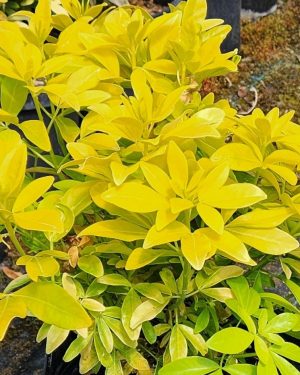 Choisya Ternata 'Sundance'