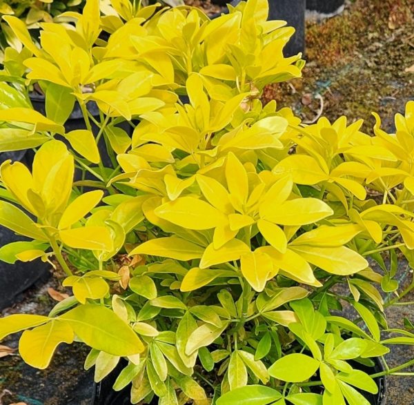 Choisya Ternata 'Sundance'