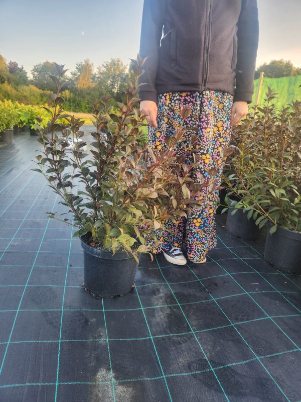 Weigela 'Foliis Purpureis' - Image 3