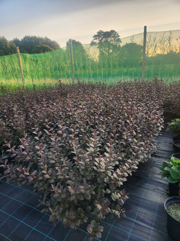 Weigela 'Foliis Purpureis' - Image 2