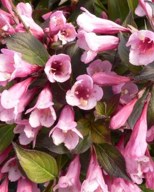 Weigela 'Foliis Purpureis'
