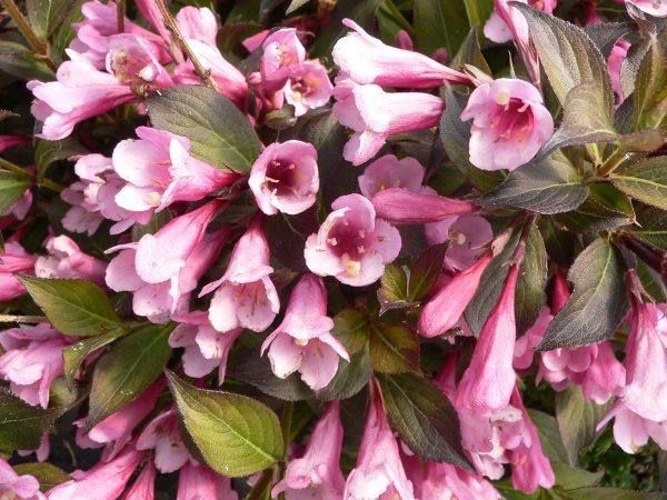 Weigela 'Foliis Purpureis'