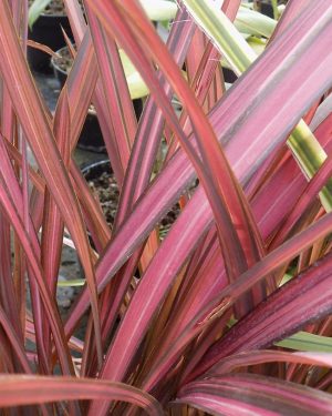 Phormium 'Evening Glow'