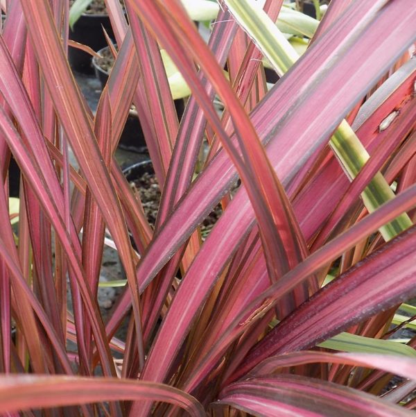 Phormium 'Evening Glow'