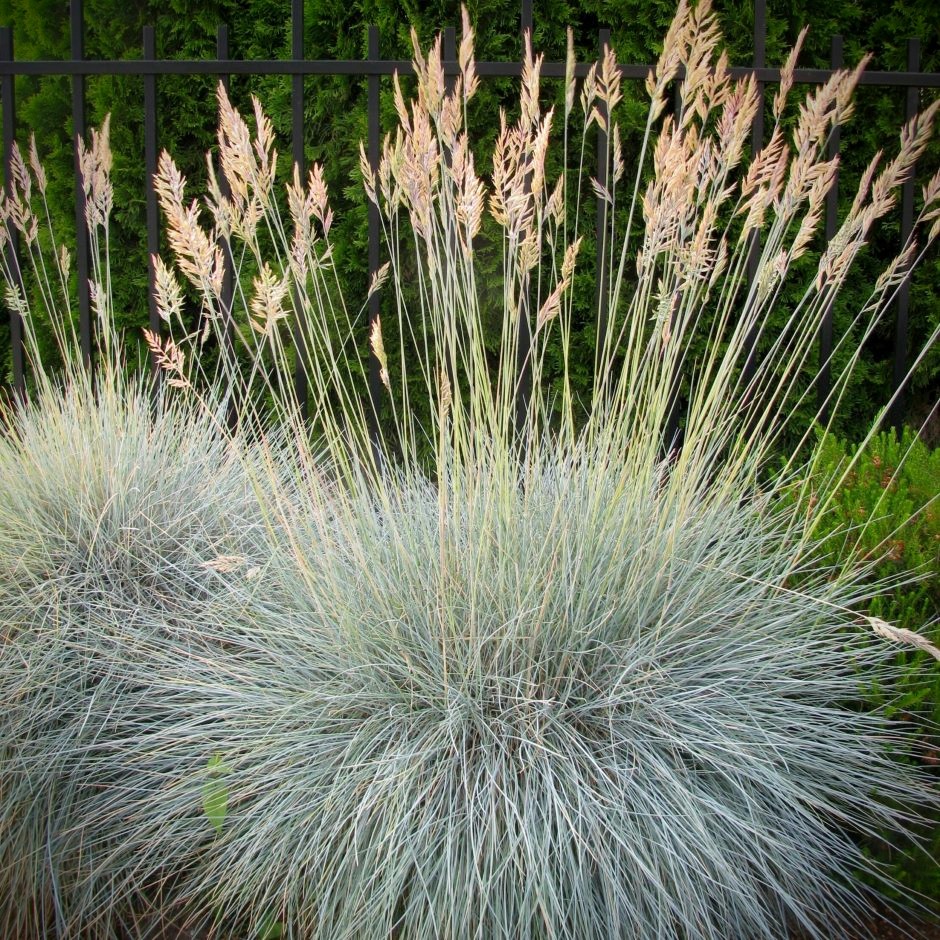 Image of Festuca Glauca with seed heads present. Used as a cover image for our 'Ornamental Grasses' category of plants.