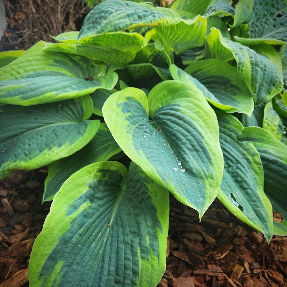Close up image of Hosta plants - used as a cover photo for our product category of 'Other Plants'