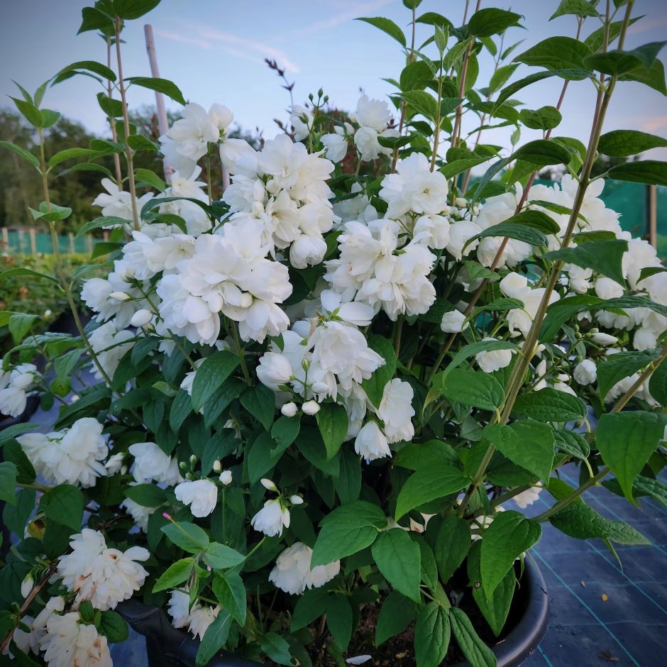Close up image of the flowers on Philadelphus 'Snowbelle' - used as a cover image for our product category "Shrubs"