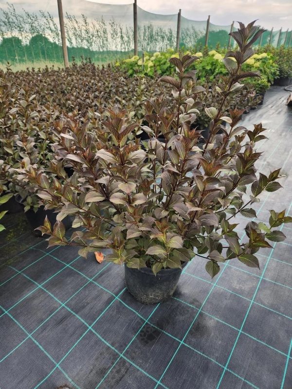 Weigela 'Foliis Purpureis' - Image 4