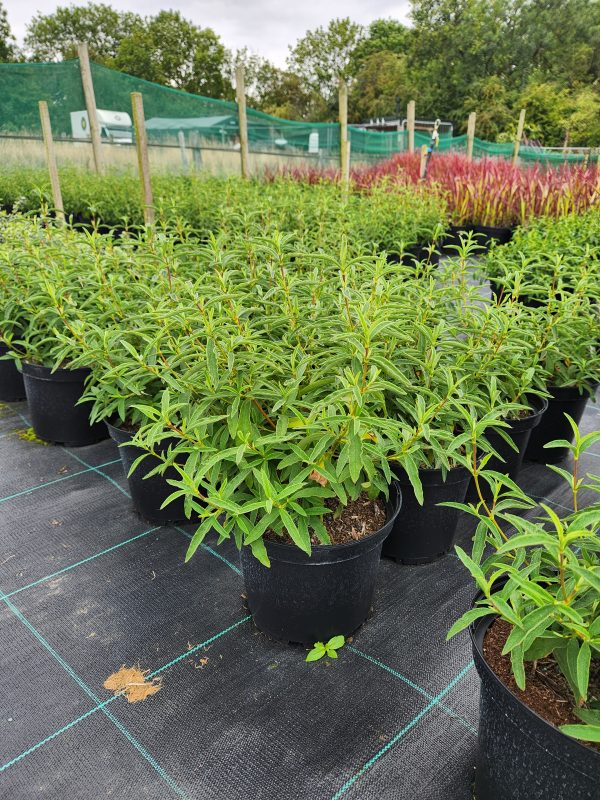 Cistus 'Alan Fradd' - Image 2