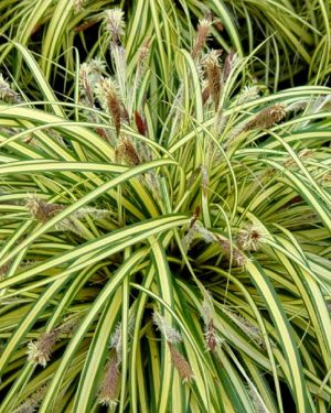 Carex 'Evergold'