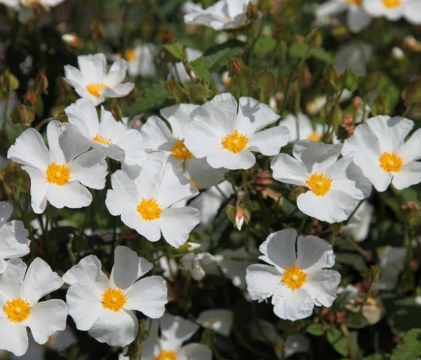 Cistus Corbariensis