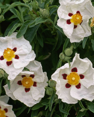 Cistus 'Alan Fradd'