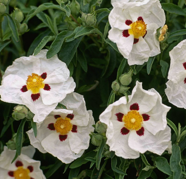 Cistus 'Alan Fradd'