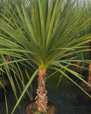Cordyline Australis