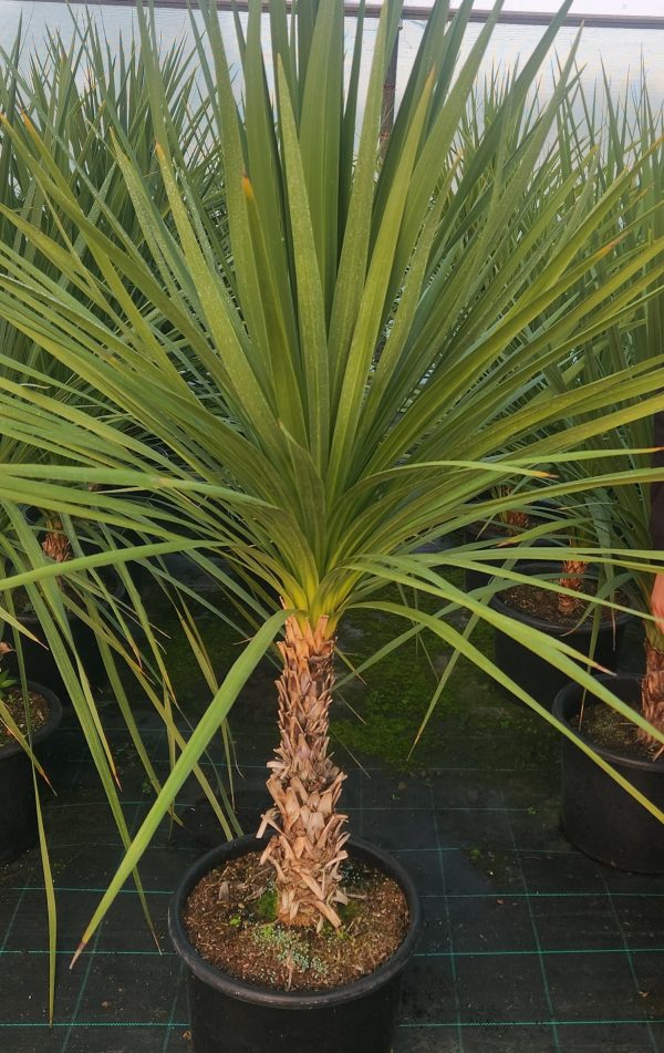 Cordyline Australis